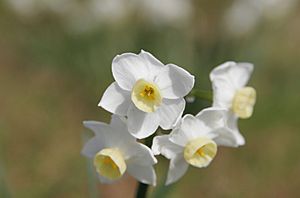 Archivo:Jonquil flowers at f5