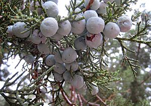 Archivo:Juniperus deppeana cones StrawberryAZ