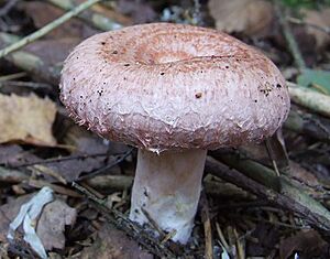 Archivo:Lactarius torminosus (cropped)