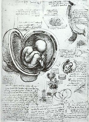 Archivo:Leonardo da Vinci Studies of Embryos