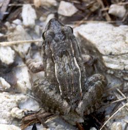Leptodactylus fuscus.jpg