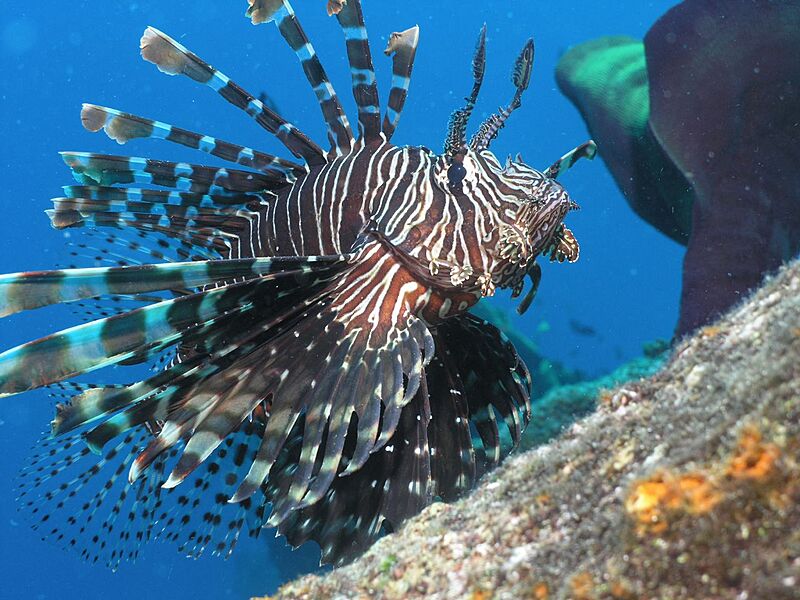 Lionfish - up close