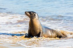 Lobo marino (Zalophus californianus wollebaeki), Punta Pitt, isla de San Cristóbal, islas Galápagos, Ecuador, 2015-07-24, DD 12.JPG