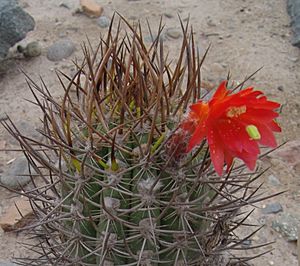 Archivo:Loxanthocereus acanthurus in Botanical Garden of Parque de Las Leyendas