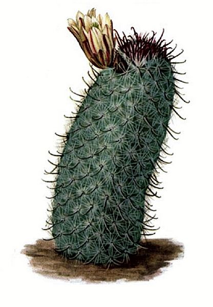 Mammillaria goodrichii pm