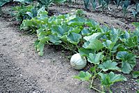 Archivo:Melon plant