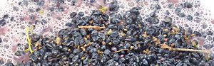 Archivo:Mthomebrew maceration