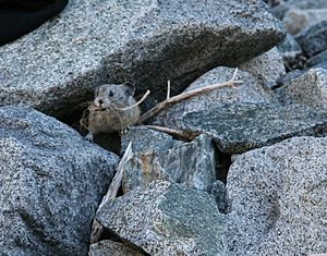 Archivo:Ochotona princeps pika haying in rocks