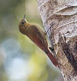 Archivo:Olivaceous Woodcreeper -79 100- (23978227148)