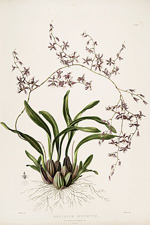 Archivo:Oncidium incurvum-Bateman Orch. Mex. Guat. pl. 29 (1841)