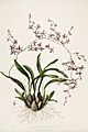 Oncidium incurvum-Bateman Orch. Mex. Guat. pl. 29 (1841)
