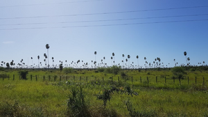 Archivo:Paisaje típico de Toro pampa, distrito de Fuerte Olimpo, Alto Paraguay