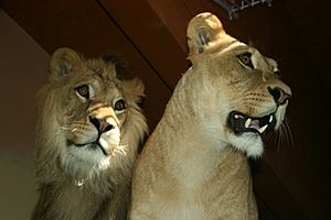 Archivo:Panthera leo leo - Lev berbersky Zoo Hodonin