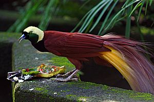 Archivo:Paradisaea apoda -Bali Bird Park-6