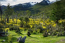 Archivo:Paso de la Oveja, Tierra del Fuego National Park