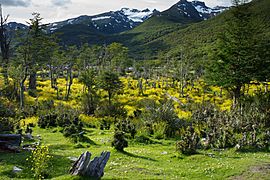 Paso de la Oveja, Tierra del Fuego National Park