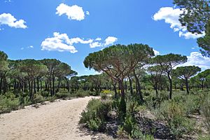 Archivo:Pinus pinea Doñana 1