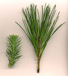 Archivo:Pinus pinea foliage