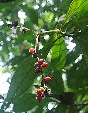 Archivo:Psychotria viridis, known as Amiruca (14319059906)