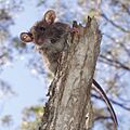 Rattus fuscipes2