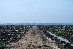 Archivo:Riau palm oil 2007