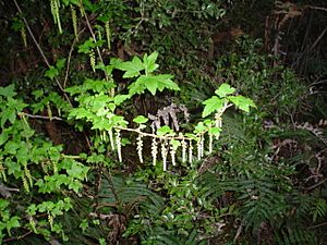 Archivo:Ribes magellanicum-rama