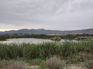 Archivo:Saladares del Guadalentín. Alhama de Murcia