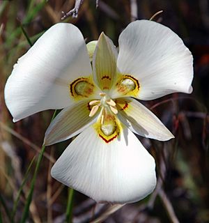 Archivo:Sego lily cm