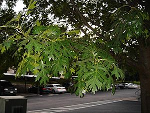 Archivo:Shumard oak leaves