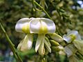 Sophora japonica (1b)