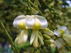 Archivo:Sophora japonica (1b)