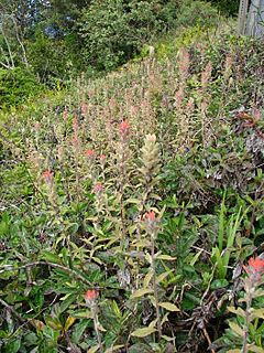 Archivo:Starr 080326-3760 Castilleja arvensis