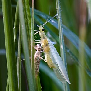 Archivo:Steinfliege Isoperla sp2