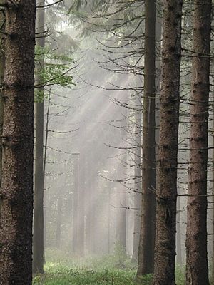 Archivo:Thüringer Wald