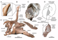 Tsintaosaurus nasal