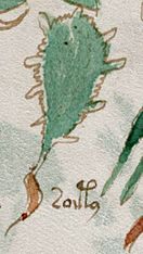 Voynich f100r detail