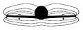 Wing isobars