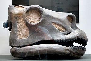 Archivo:Yale Peabody Apatosaurus skull sculpt