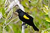 Archivo:Yellowshouldered Blackbird standing on a tree (5840495126)