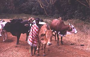 Archivo:Young Maasai herder Kenya, 1979
