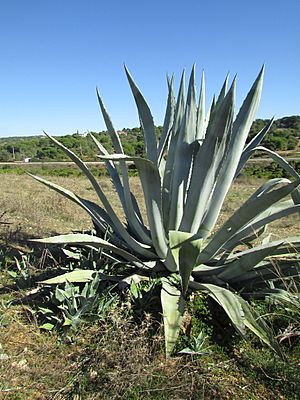 Archivo:14 November 2016, Century plant or Maguey (Agave Americana), Mosqueira