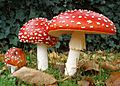 2006-10-25 Amanita muscaria crop