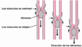 2404 PeristalsisN- annotated-es
