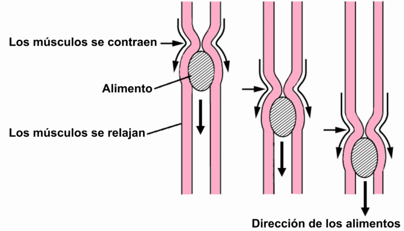 2404 PeristalsisN- annotated-es