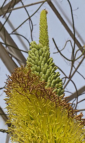 Archivo:Agave attenuata, Jardín Botánico de Múnich, Alemania, 2013-01-27, DD 02