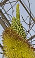 Agave attenuata, Jardín Botánico de Múnich, Alemania, 2013-01-27, DD 02