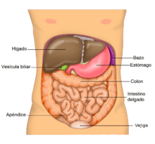 Anatomy Abdomen Tiesworks-es.png