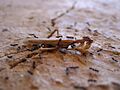 Ants' Social Ethology