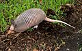 Armadillo 20070706-173244
