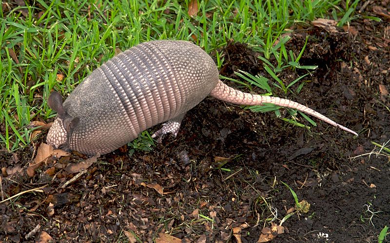 Armadillo 20070706-173244